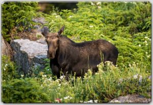 moose 4.jpg